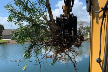 Tree Trimming & Removal